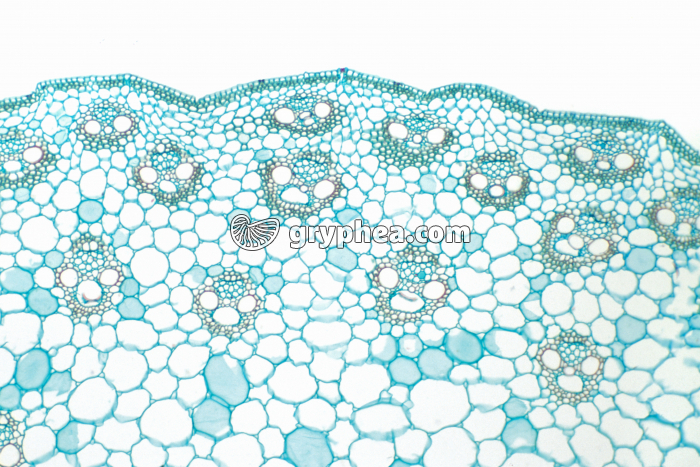 Tige de Monocotylédone CT x25 - gryphea.com